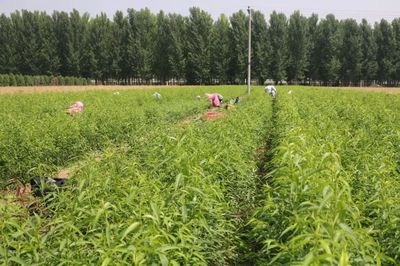 優(yōu)質(zhì)水蜜桃示范產(chǎn)業(yè)化開發(fā)基地落戶德勝農(nóng)林 推動種植技術(shù)革新與產(chǎn)業(yè)鏈升級