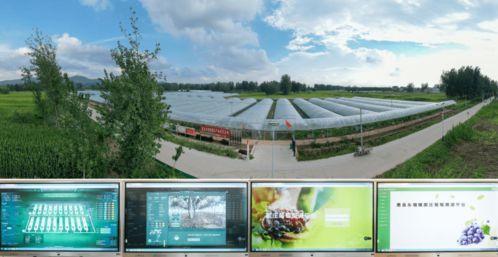 科技賦能葡萄種植，產(chǎn)業(yè)興旺引領(lǐng)鄉(xiāng)村振興