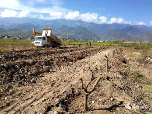 縣商務(wù)投促局引領(lǐng)棗樹種植技術(shù)革新與產(chǎn)業(yè)升級試點